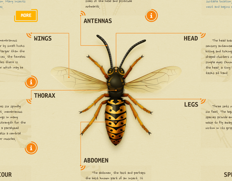 Wasp anatomy diagram