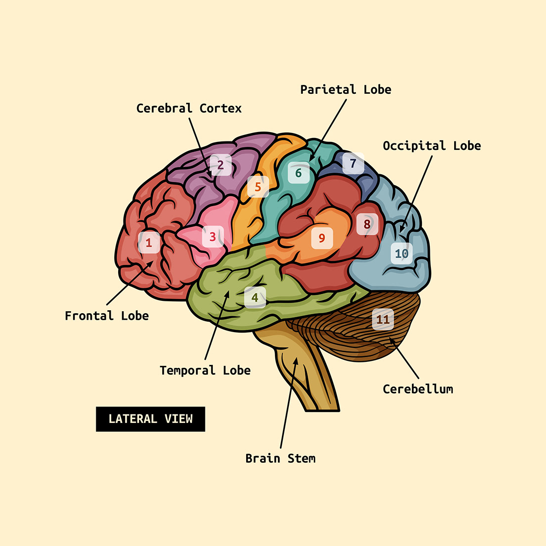 Human Brain Diagram