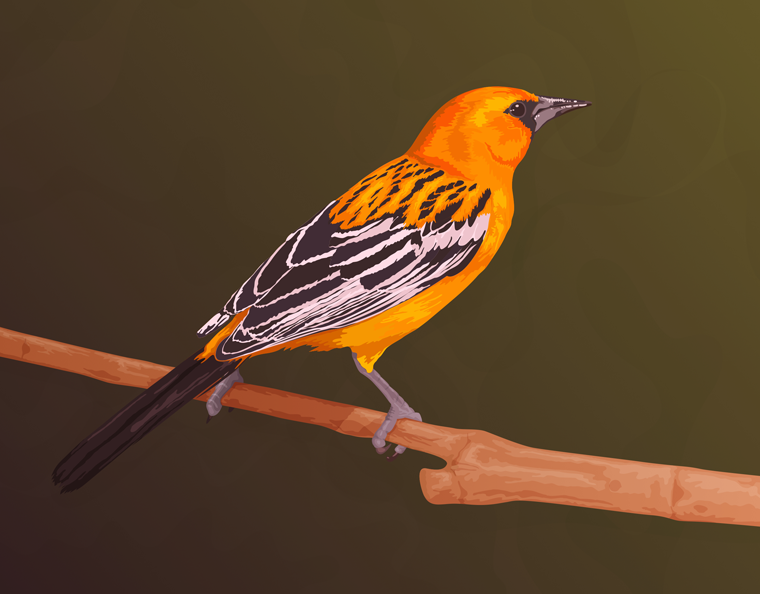Bird Illustration