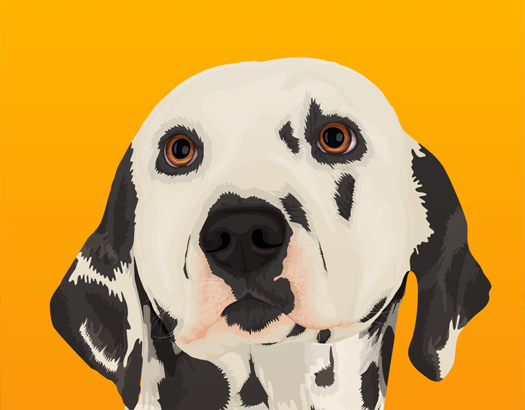 Dalmatian Illustration