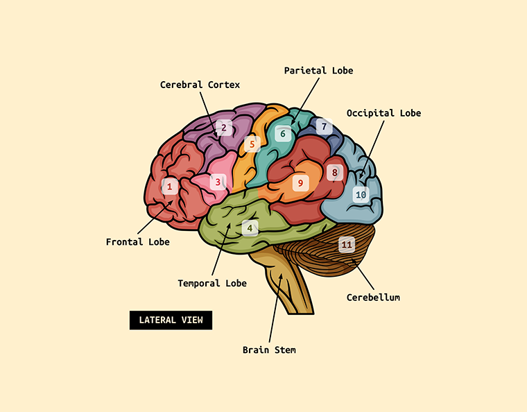 Human Brain Diagram
