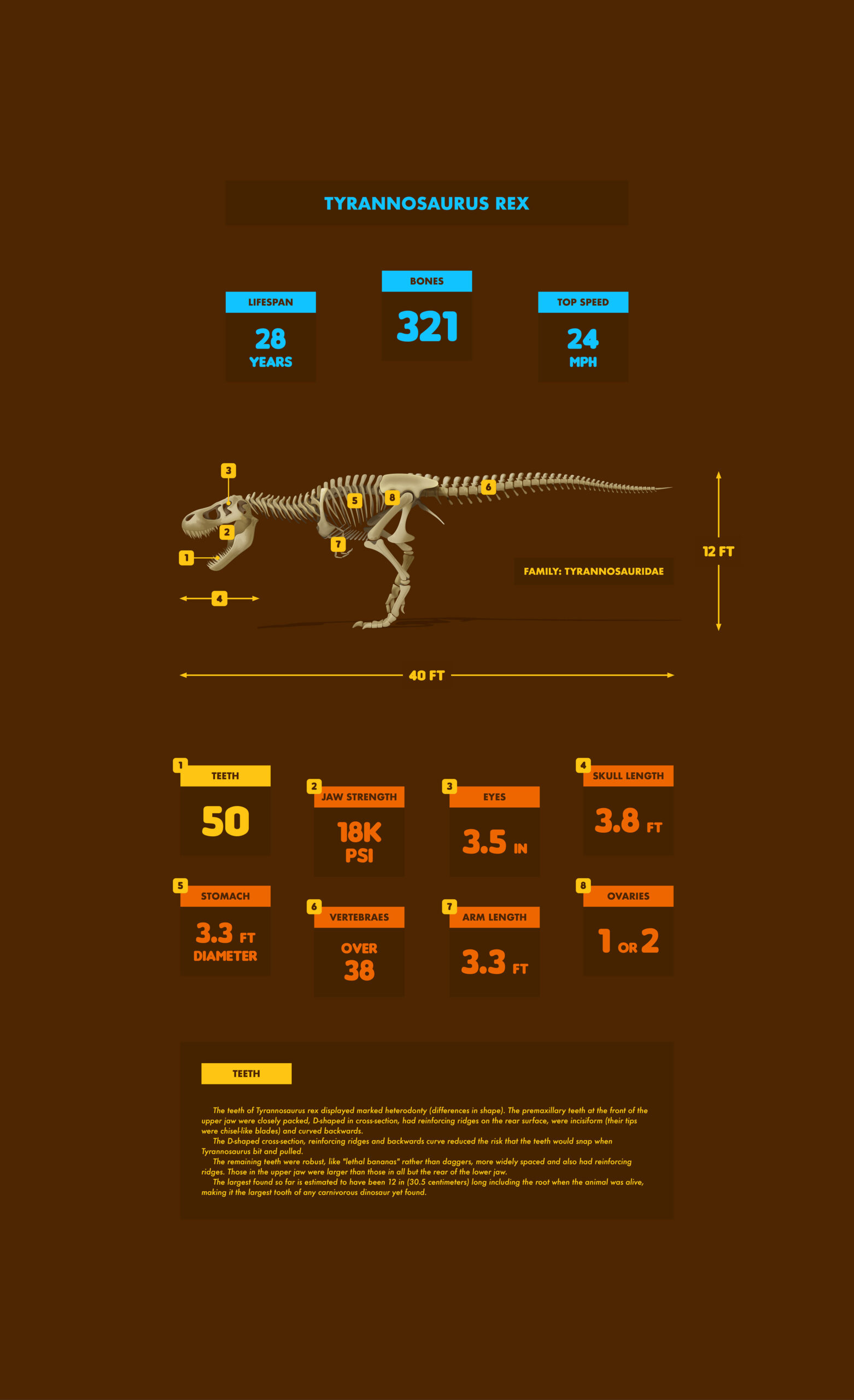 Tyrannosaurus Rex Diagram — Variation 1