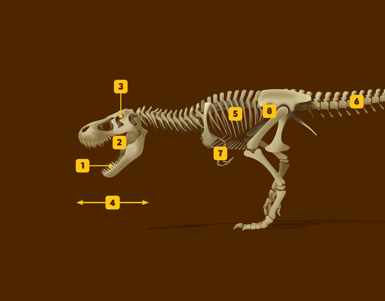 Tyrannosaurus Rex Diagram